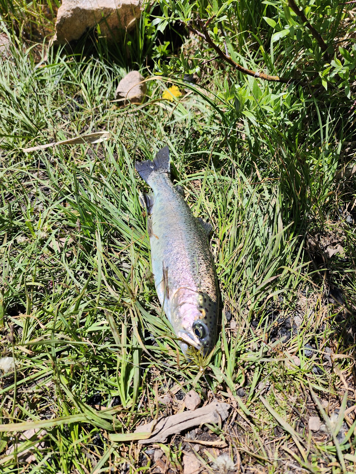 Teal Lake Group Site