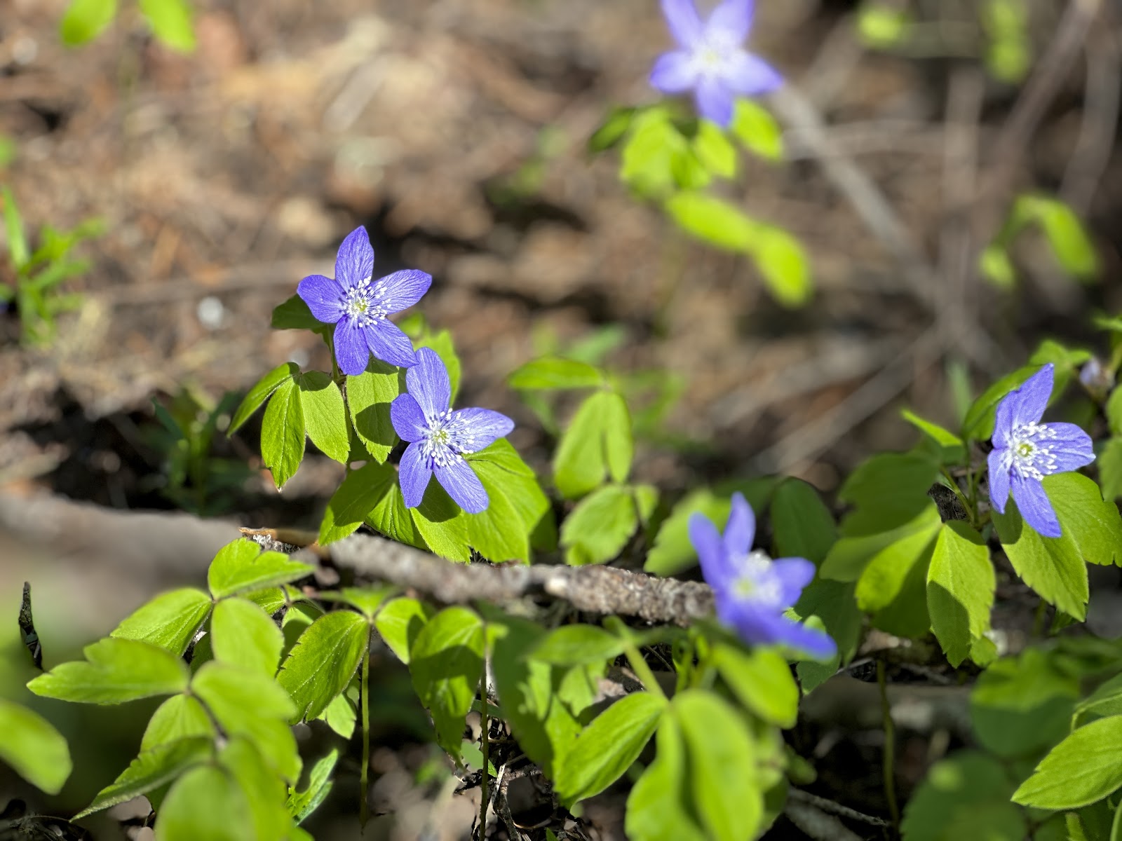 Trout Lake Creek Campground