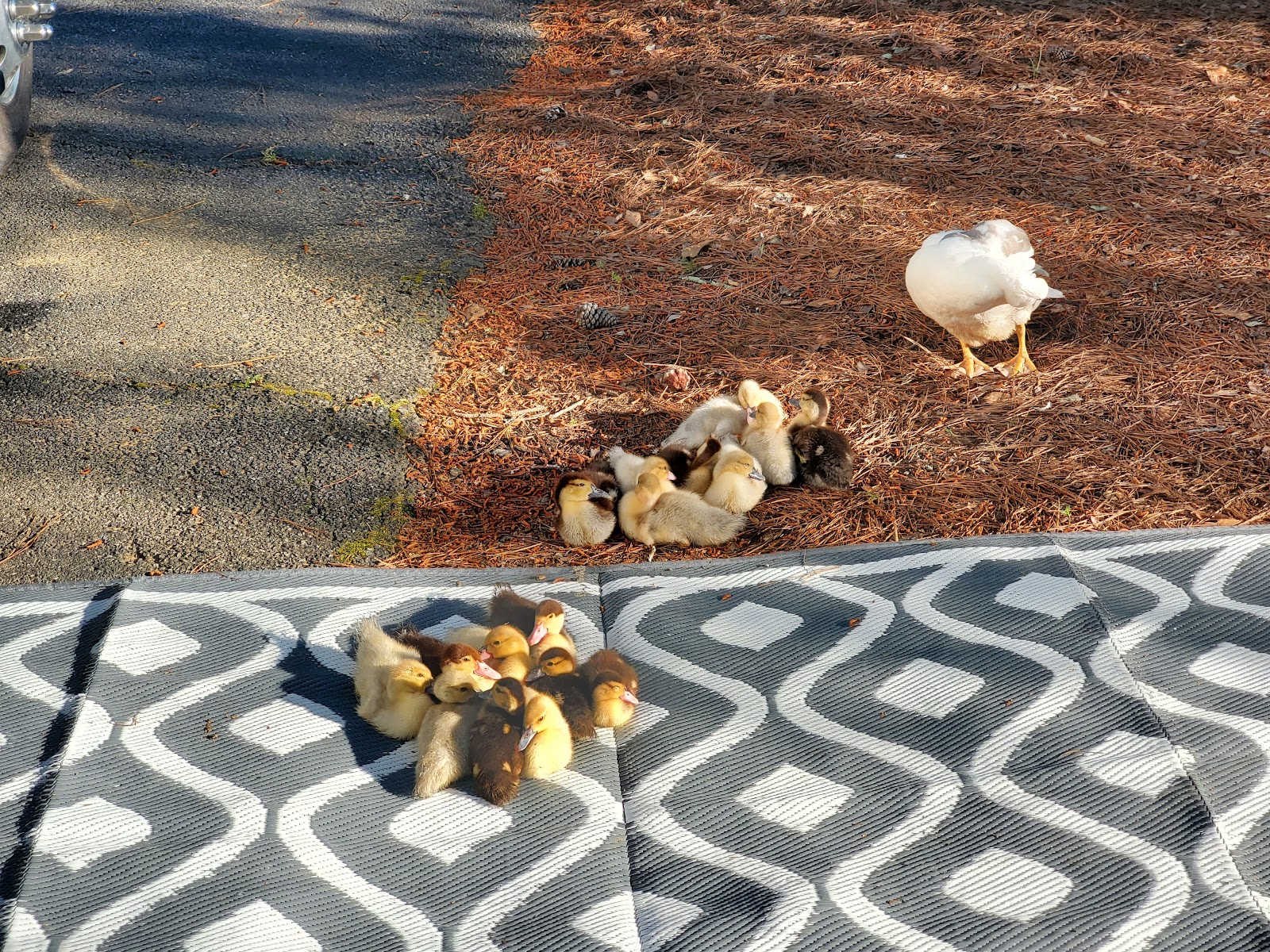 Allatoona Landing Marine Resort