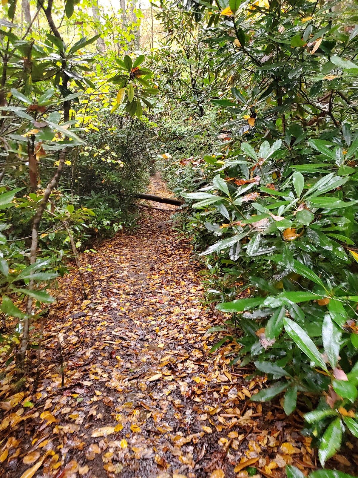 Dennis Cove Recreation Area