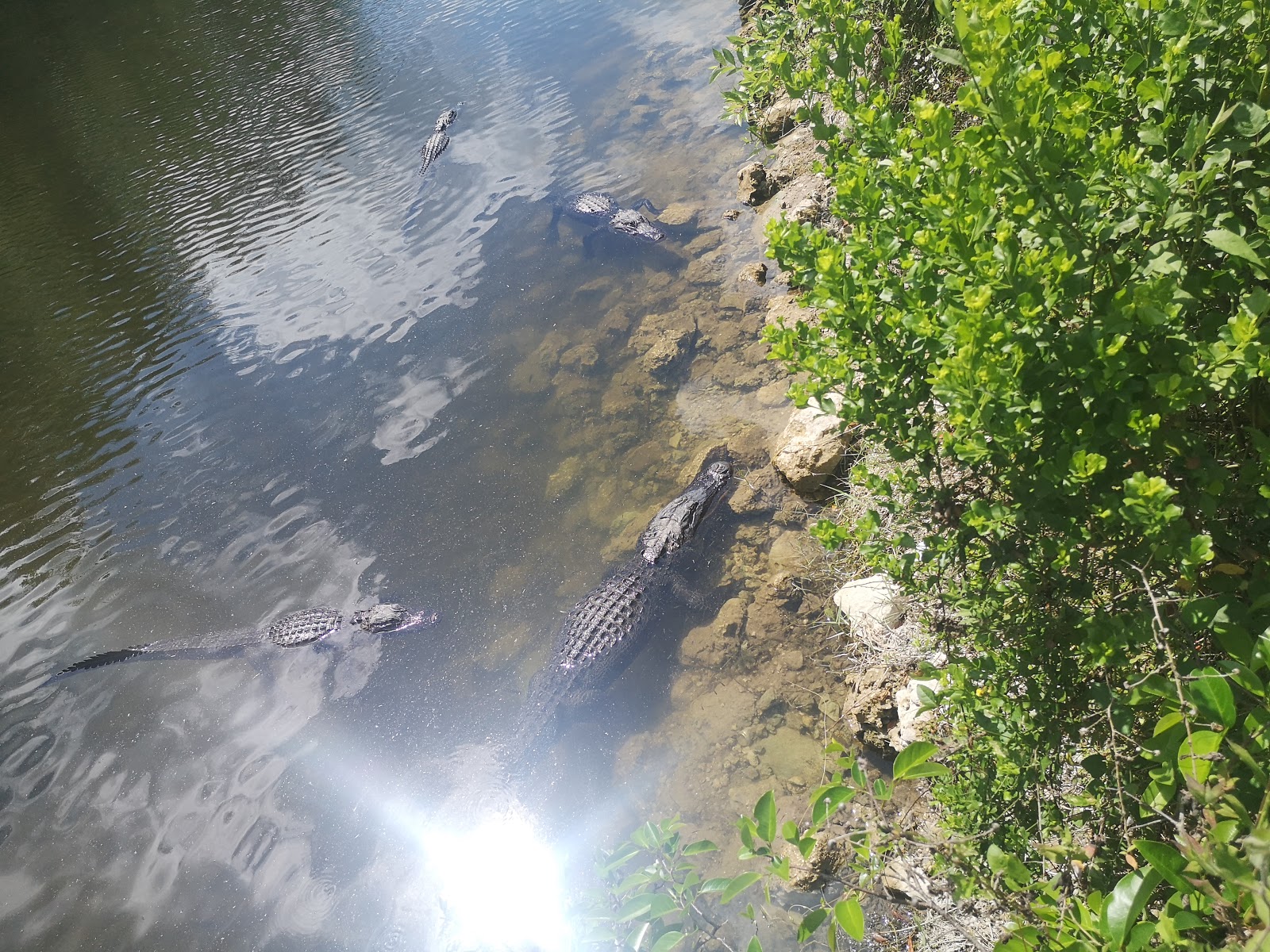 Pink Jeep - Big Cypress National