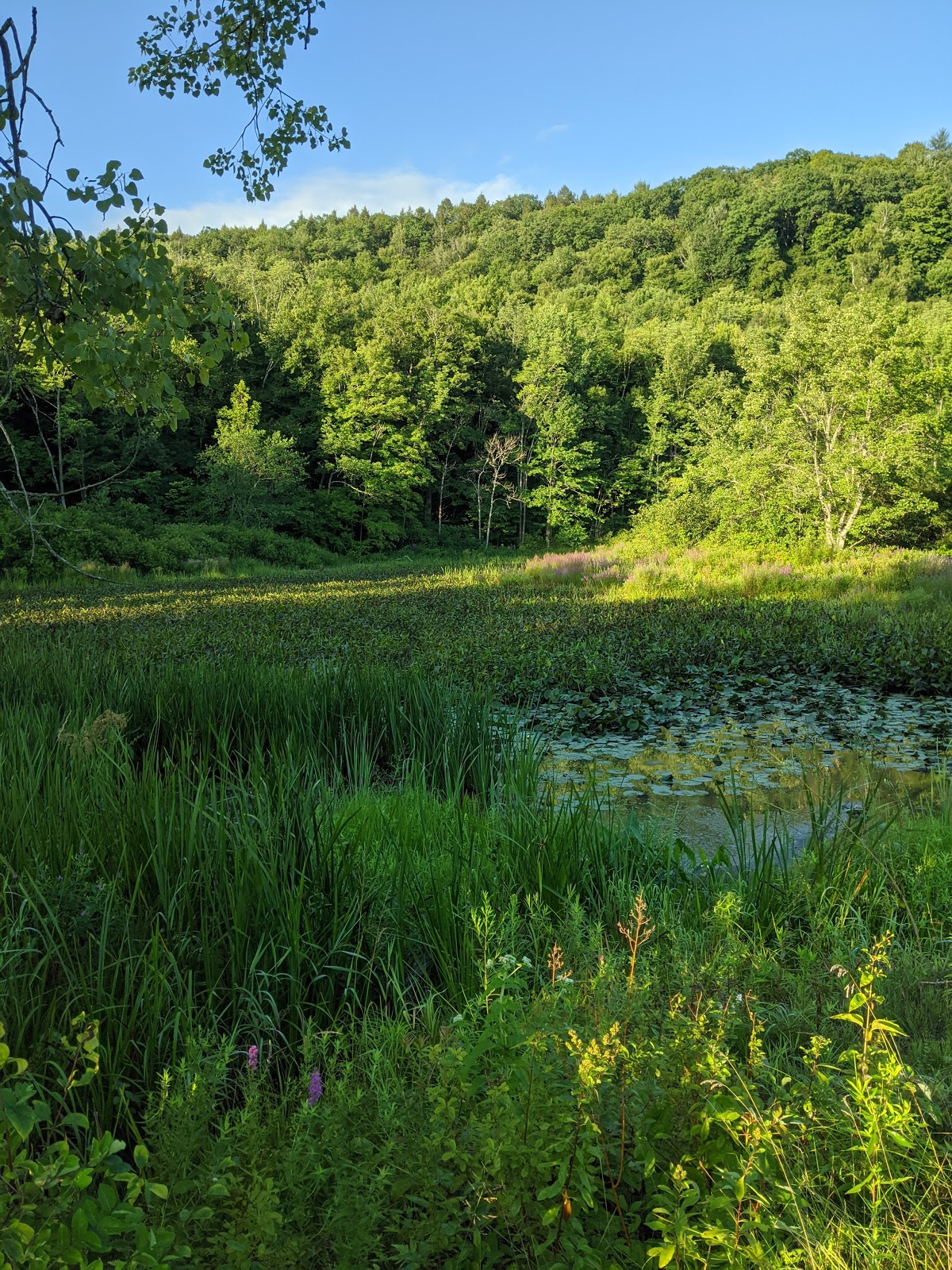 Beartown State Forest Site 12