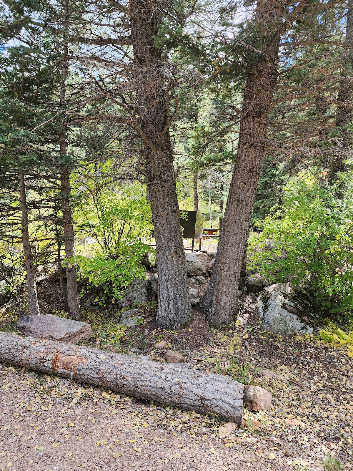 Spruce Group - Lake Isabel