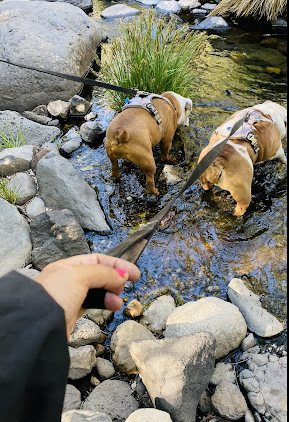 Pine Flat Campground