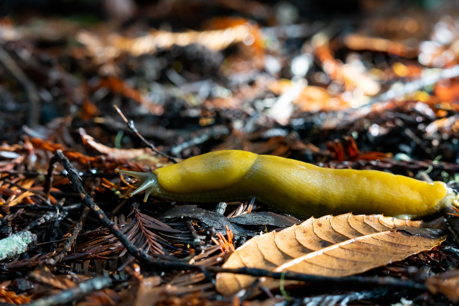 Memorial Park - Azalea Flat and Sequoia Flat Campground