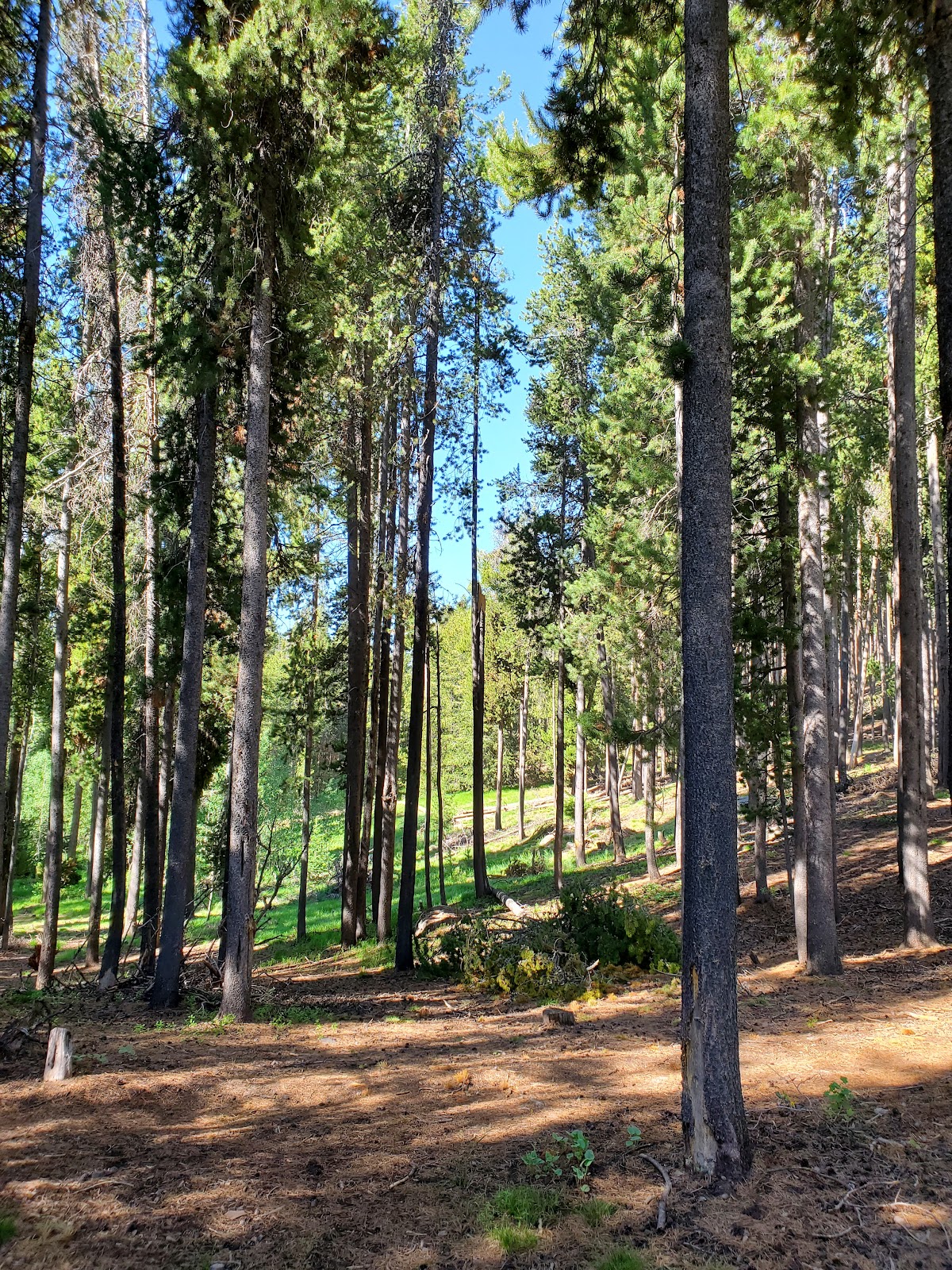 Diamondfield Jack Campground