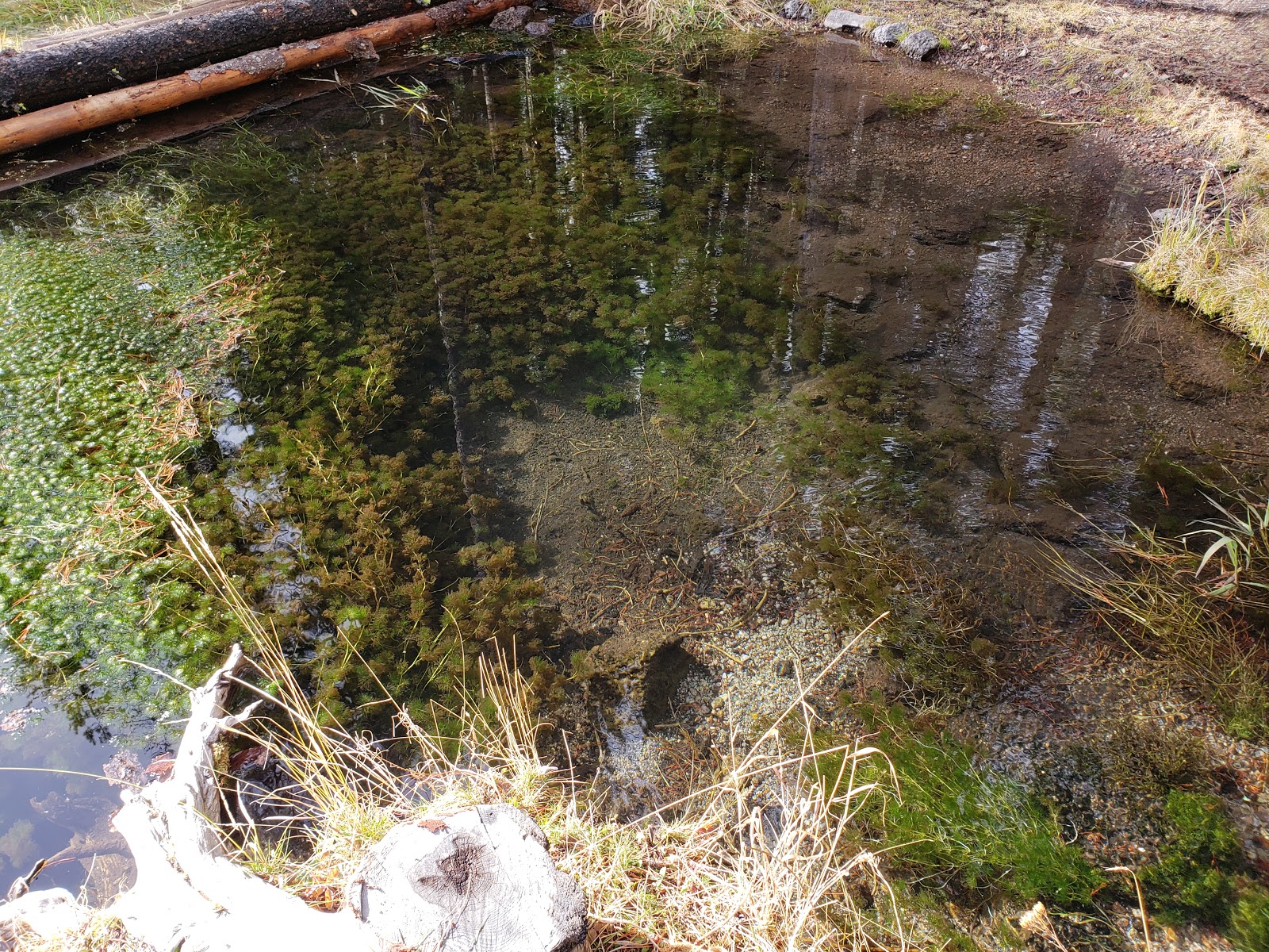 Willow Springs Campground