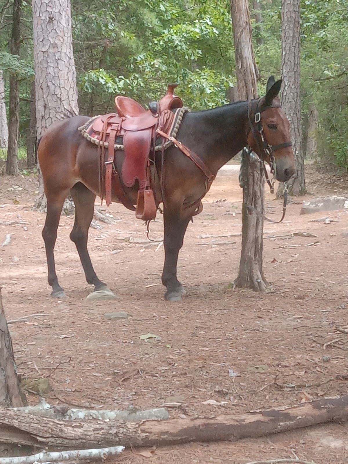 Lonesome D Horse Camp RV Park