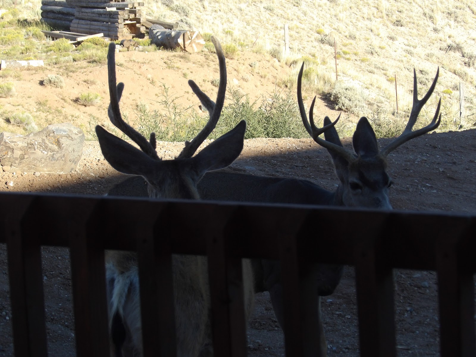 Rawhide Resort and RV Park