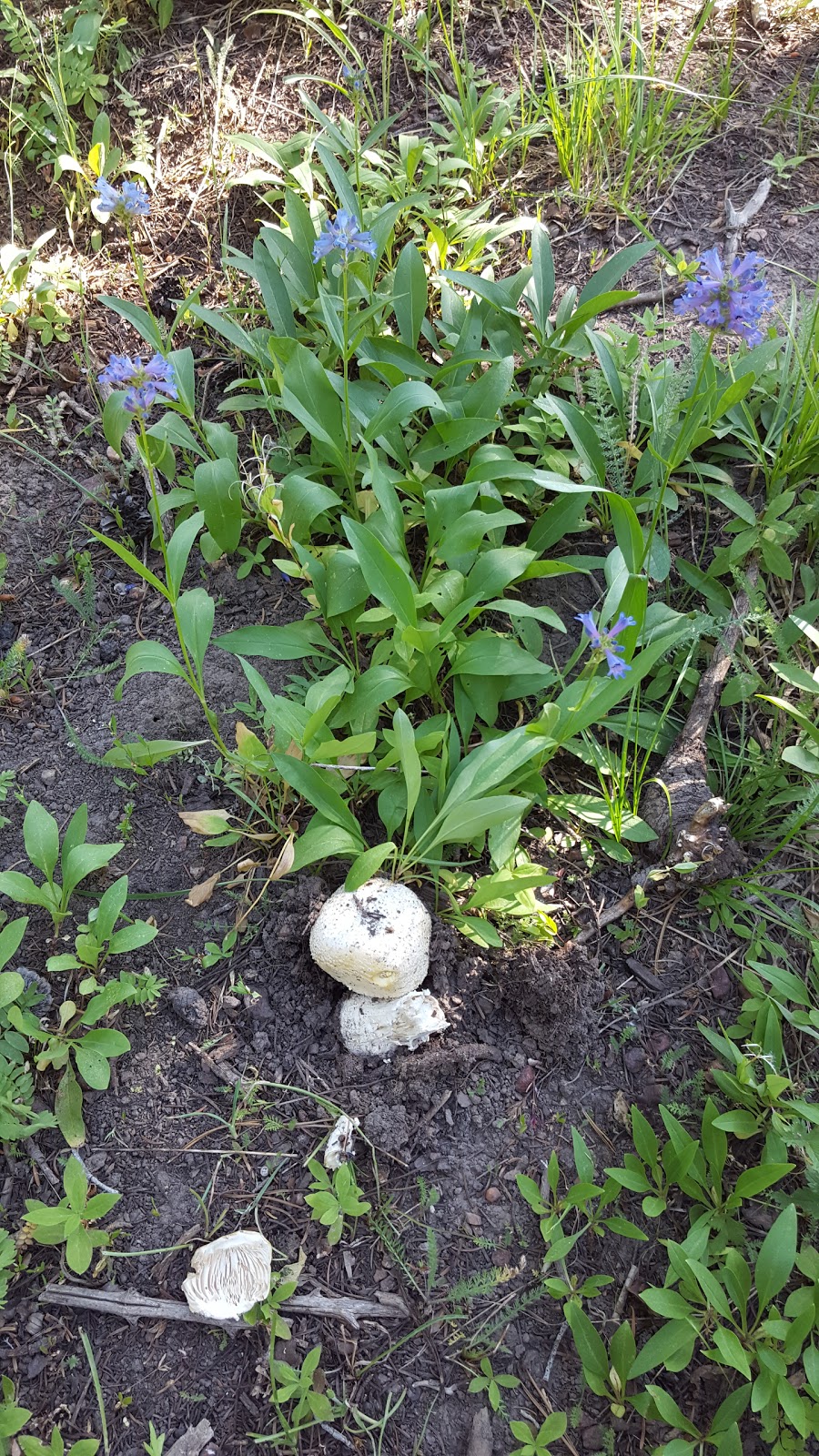 Howell Canyon Campground