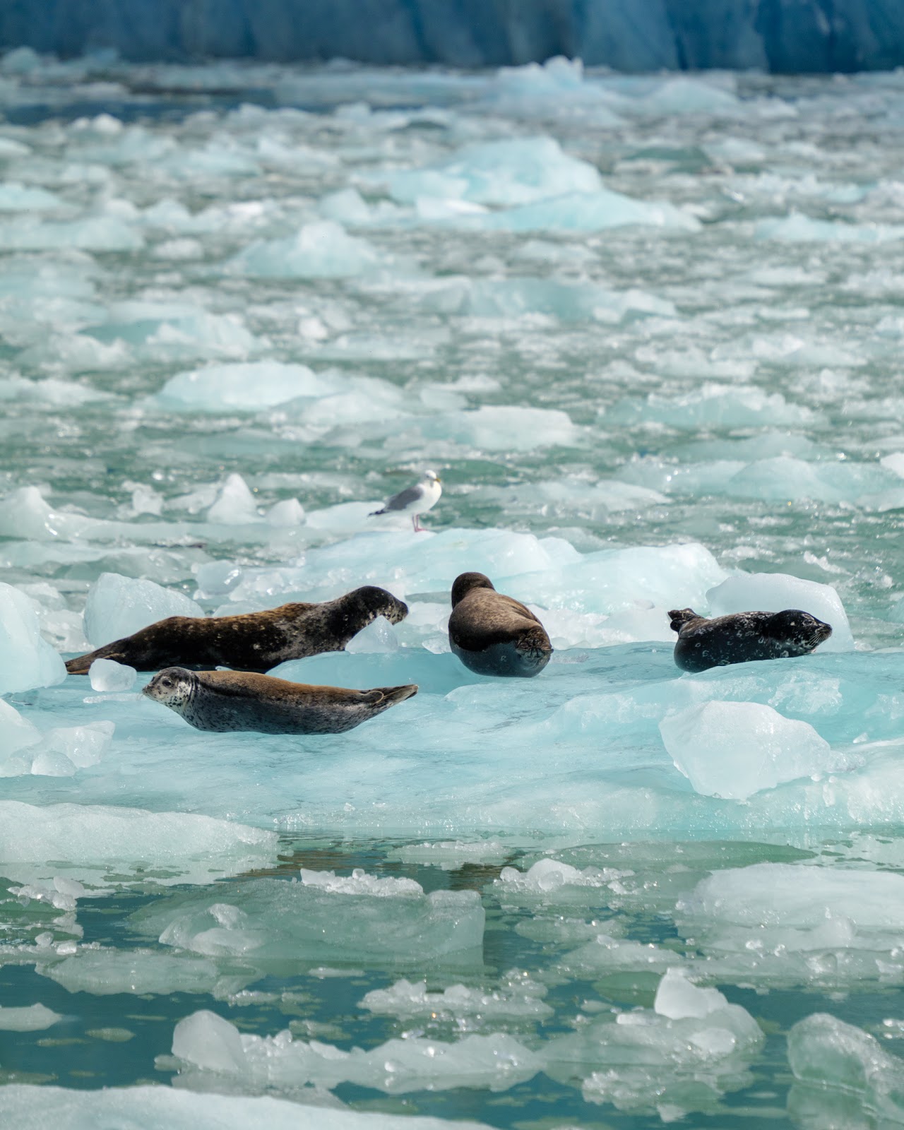 Adventure Bound Alaska