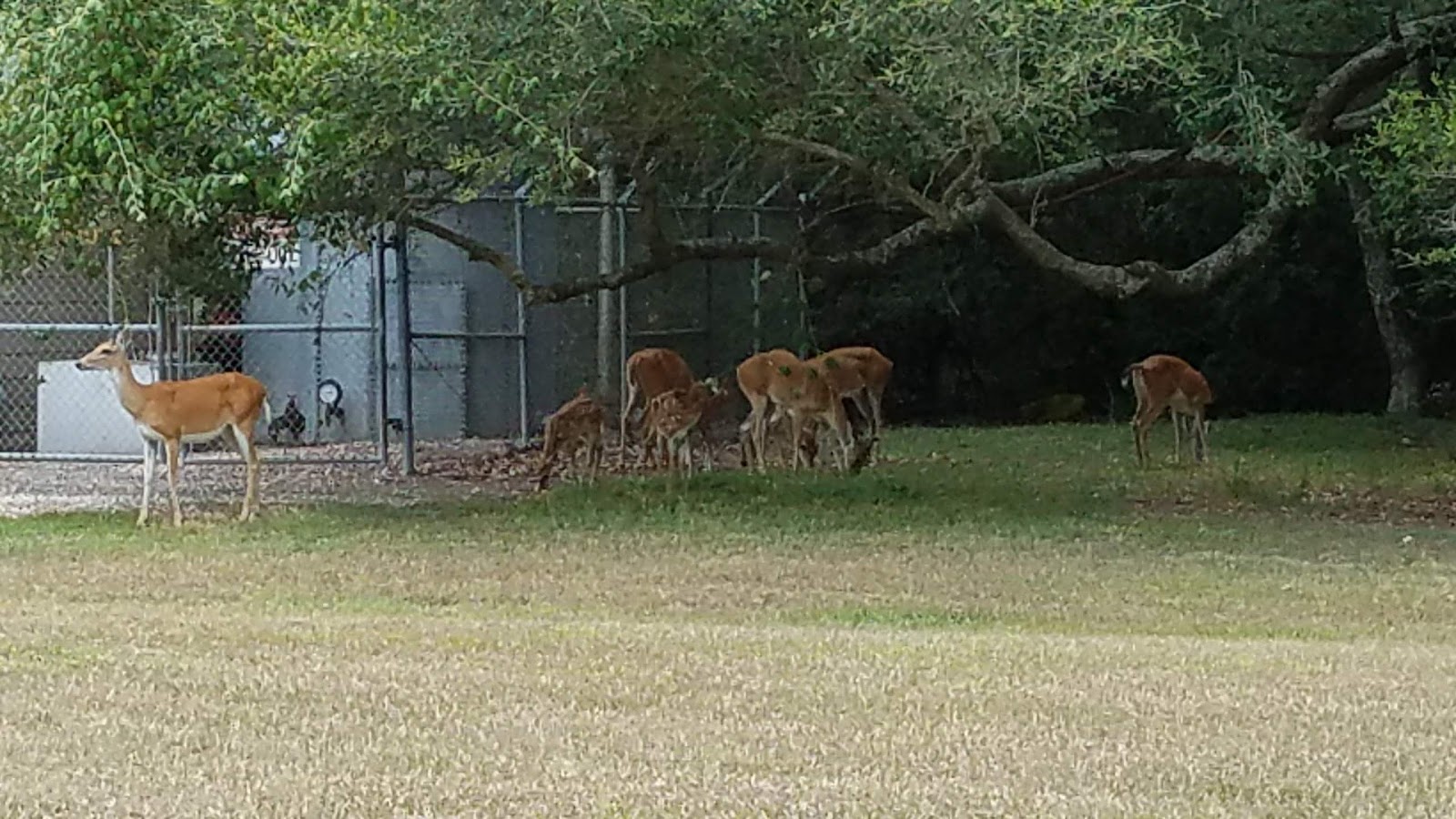 Brackenridge Recreation Complex