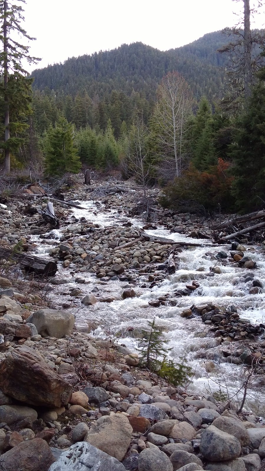 Black Pine Horse Camp