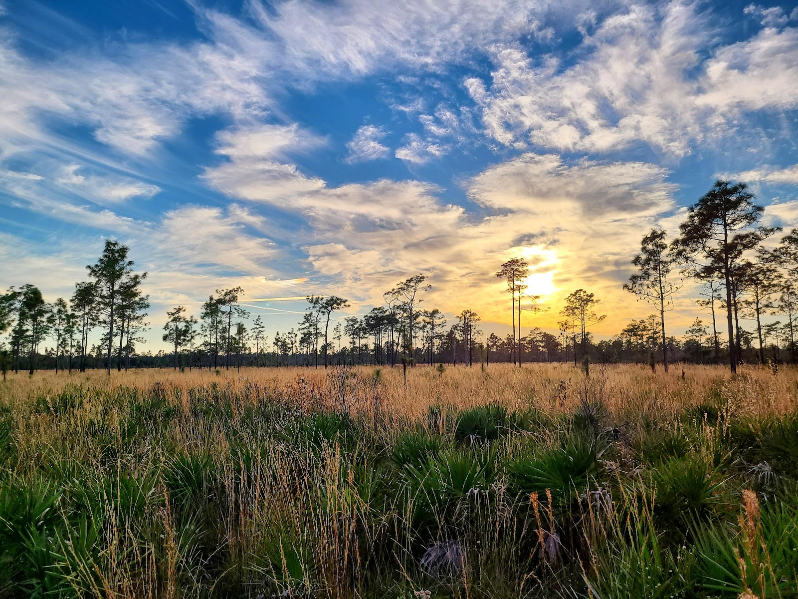 Hal Scott Preserve Primitive Campgrounds