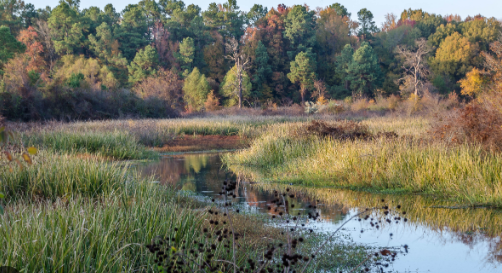 Bayou Bartholomew Rohwer Memorial Loop