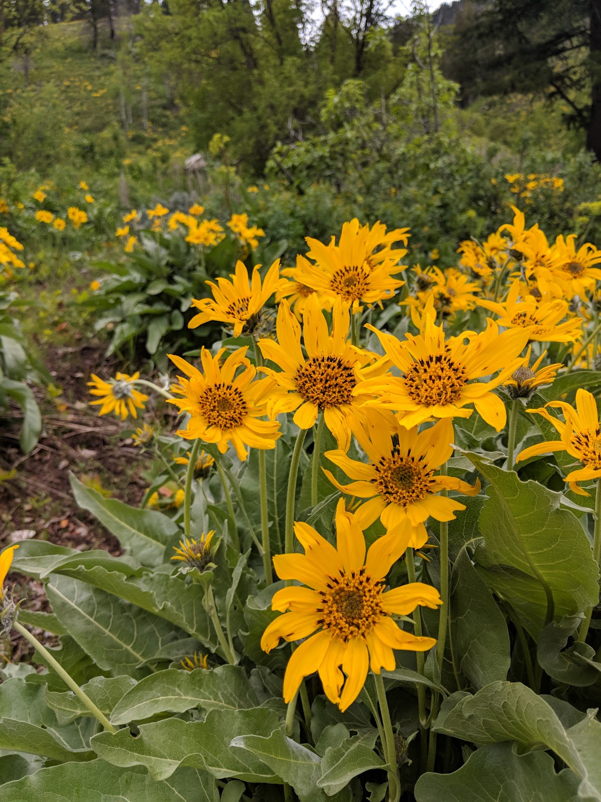 Forest Park Campground