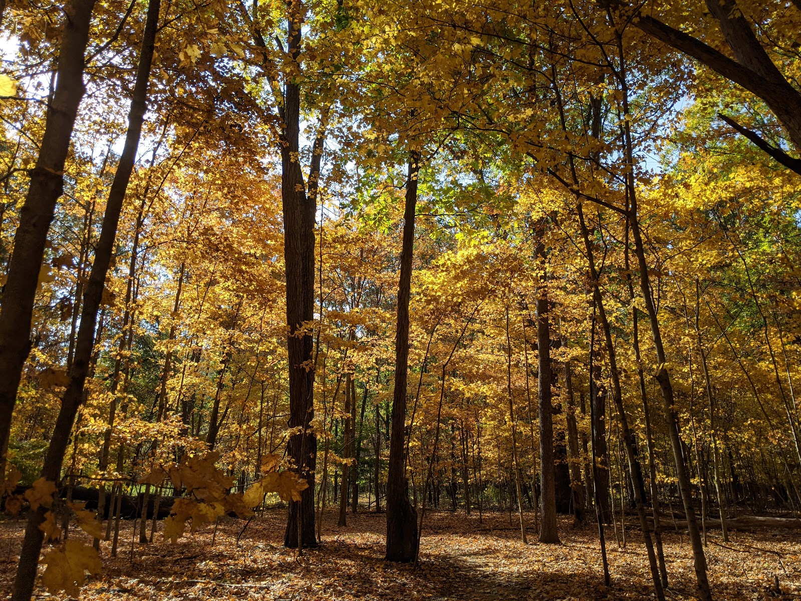 Forest Glen County Preserve