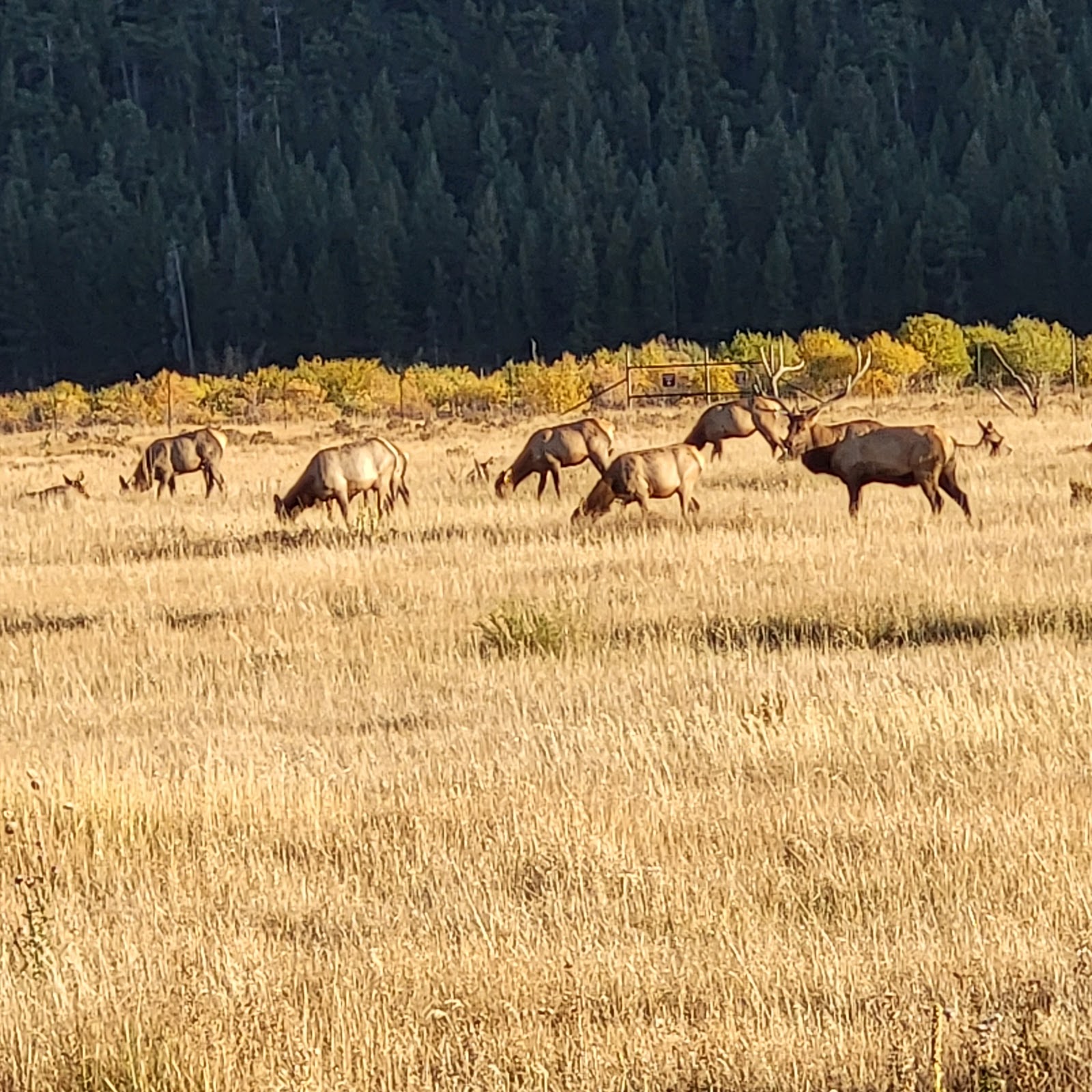 Moraine Park - Rocky Mountain National Park