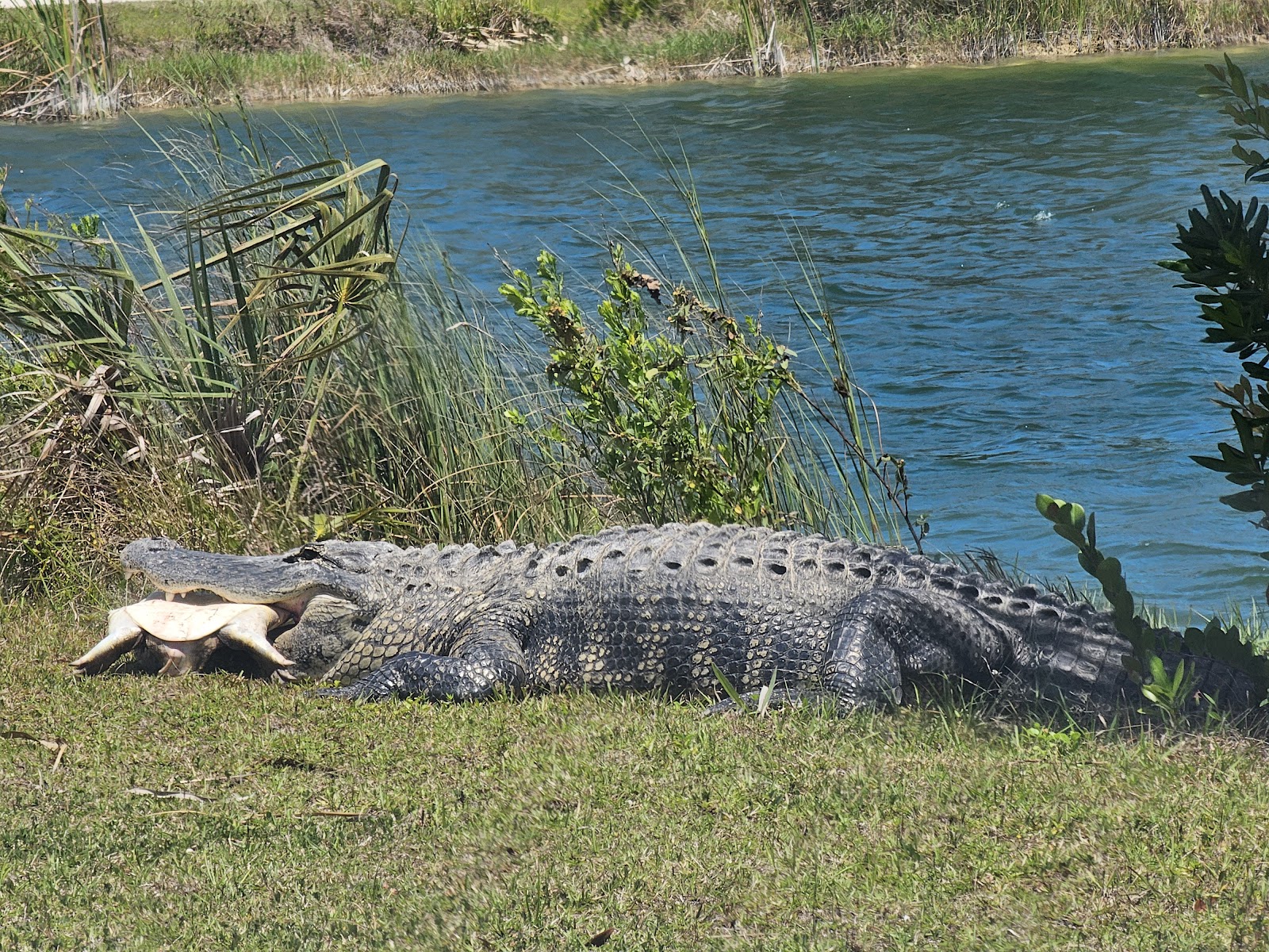 Monument Lake - Big Cypress National