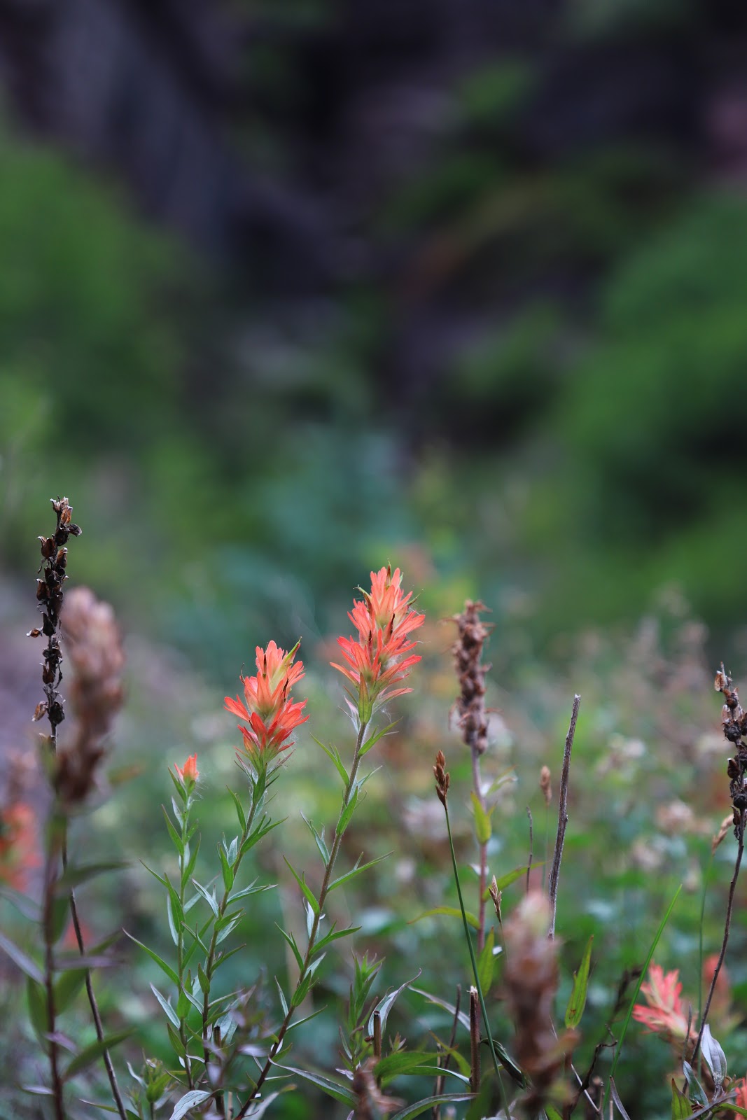 Lower Beaver Campground