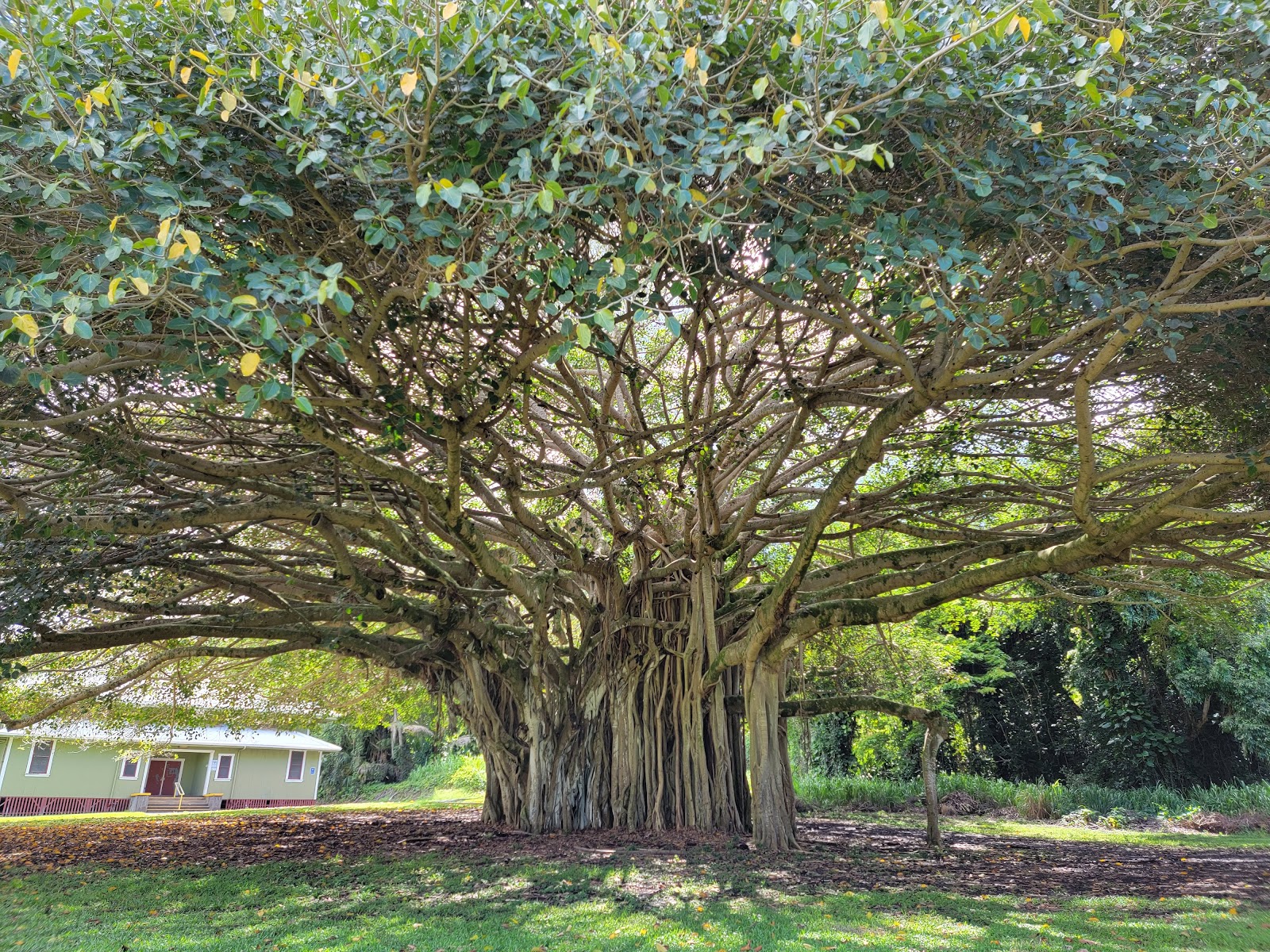 Laupahoehoe Beach Park