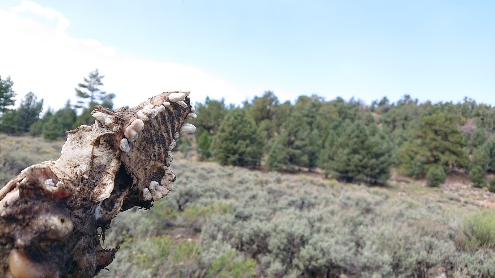 Juniper Springs Group Camp