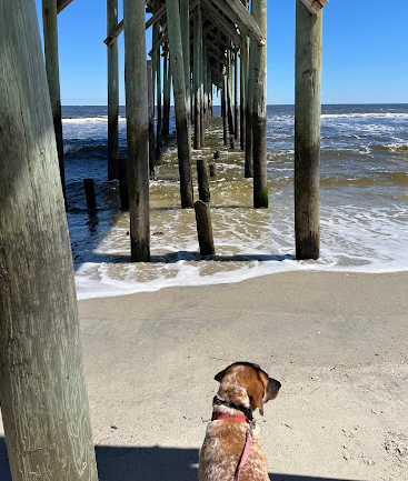 Carolina Beach State Park Campground