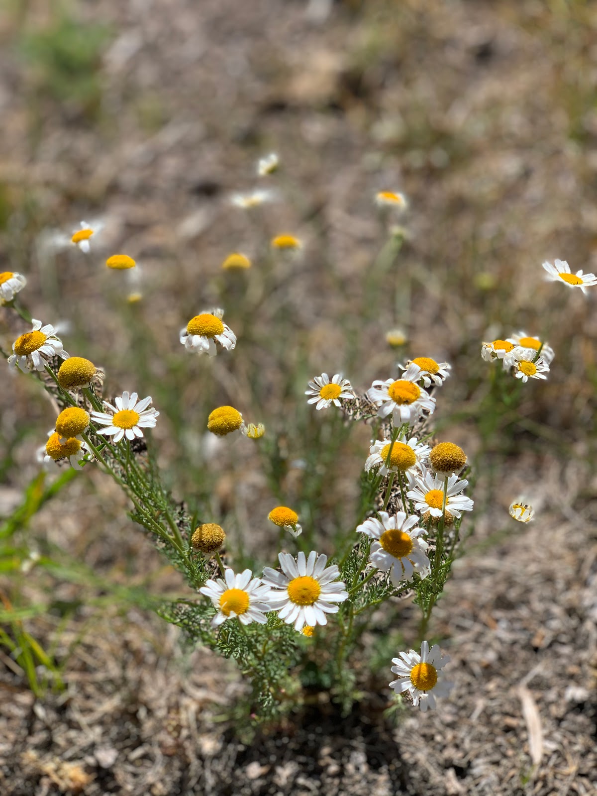 Denver Creek Campground