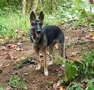 Archie Knowles Campground