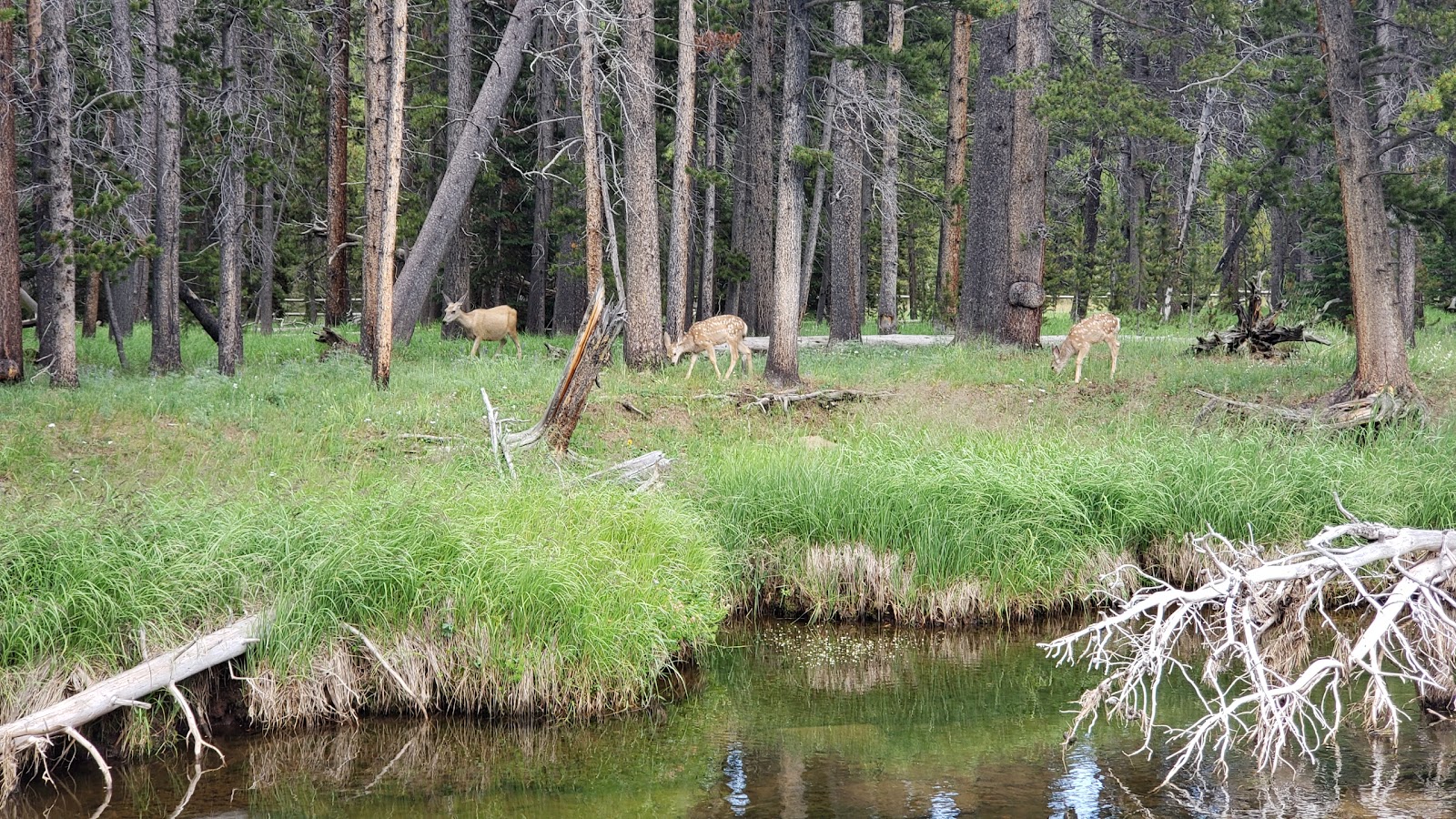 Dead Swede Campground