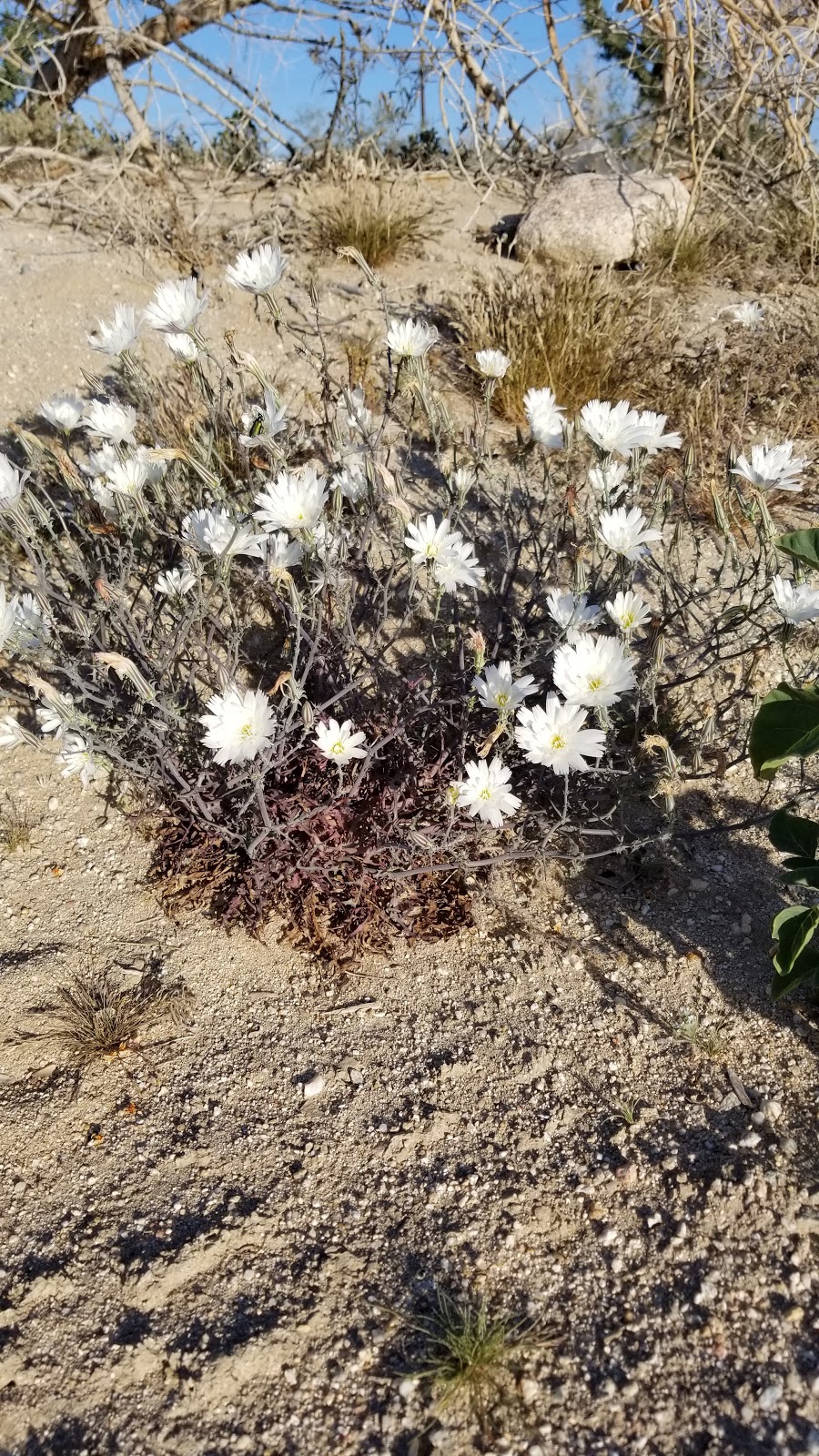 Desert Ironwoods RV Park