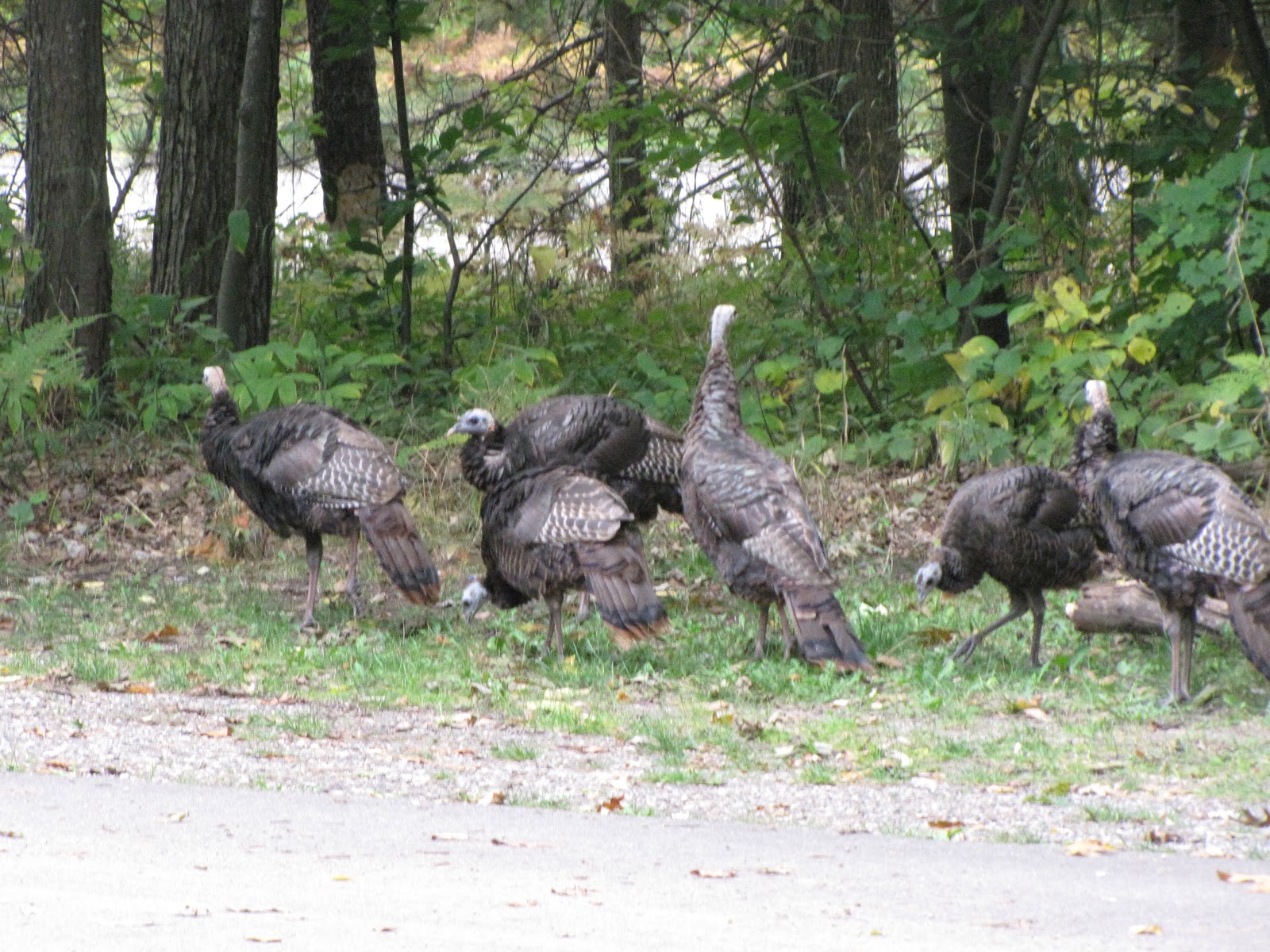 Higgins Hills RV Park