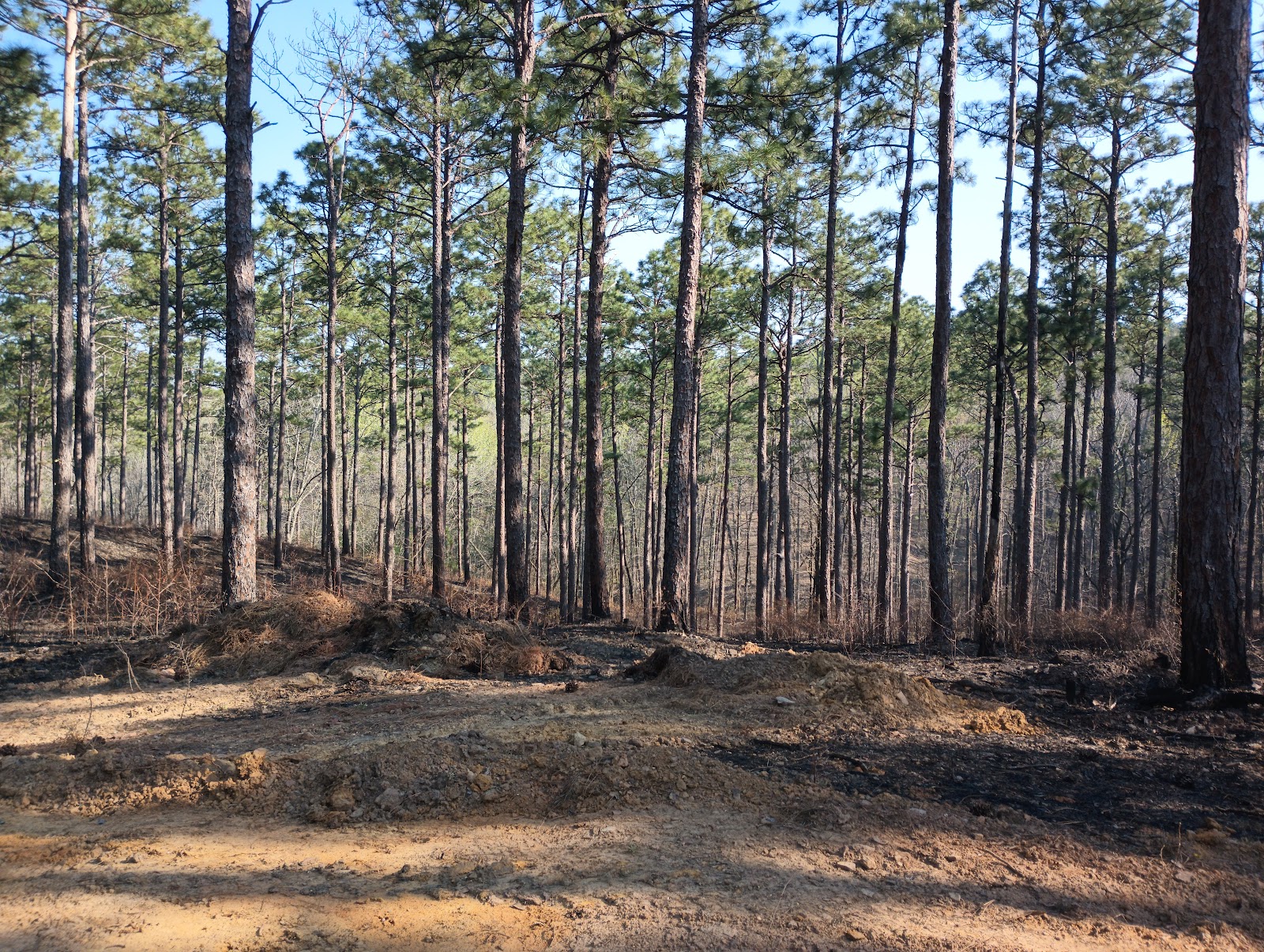 Talladega National Forest