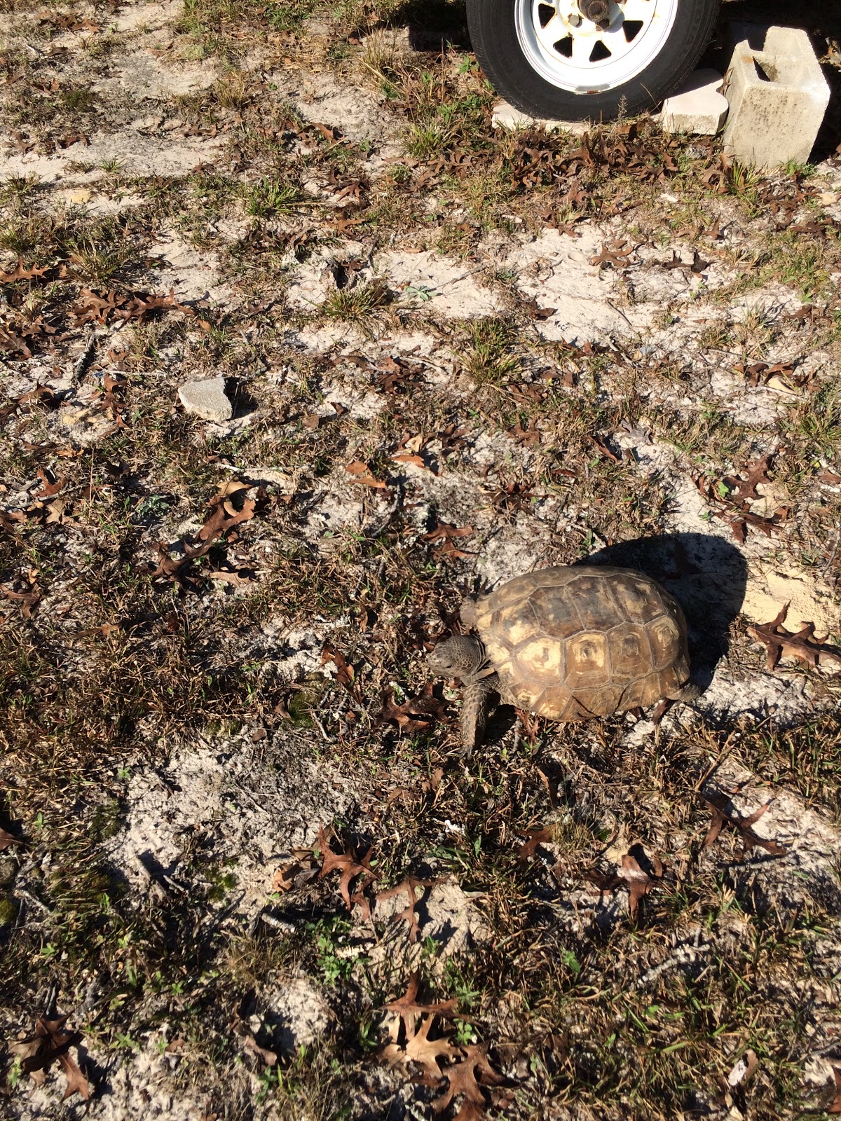 Ridge Manor Campground