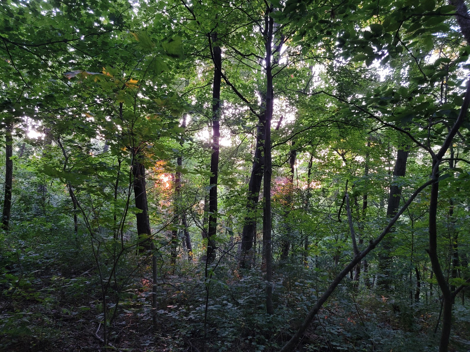Illiniwek Forest Preserve