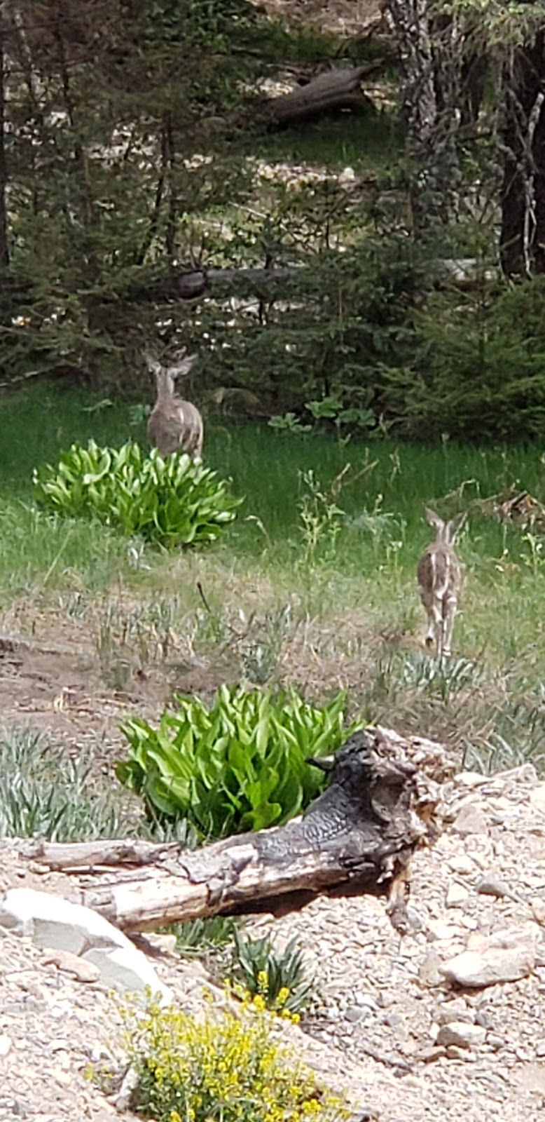 Hospital Flat Campground