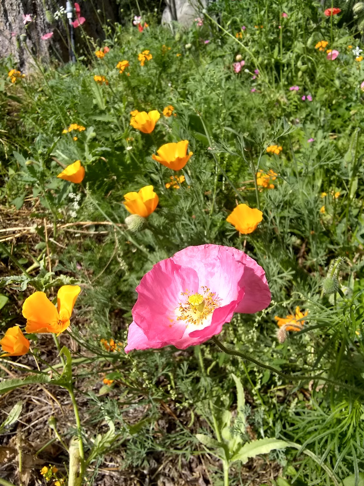 5 Branches Camper Park