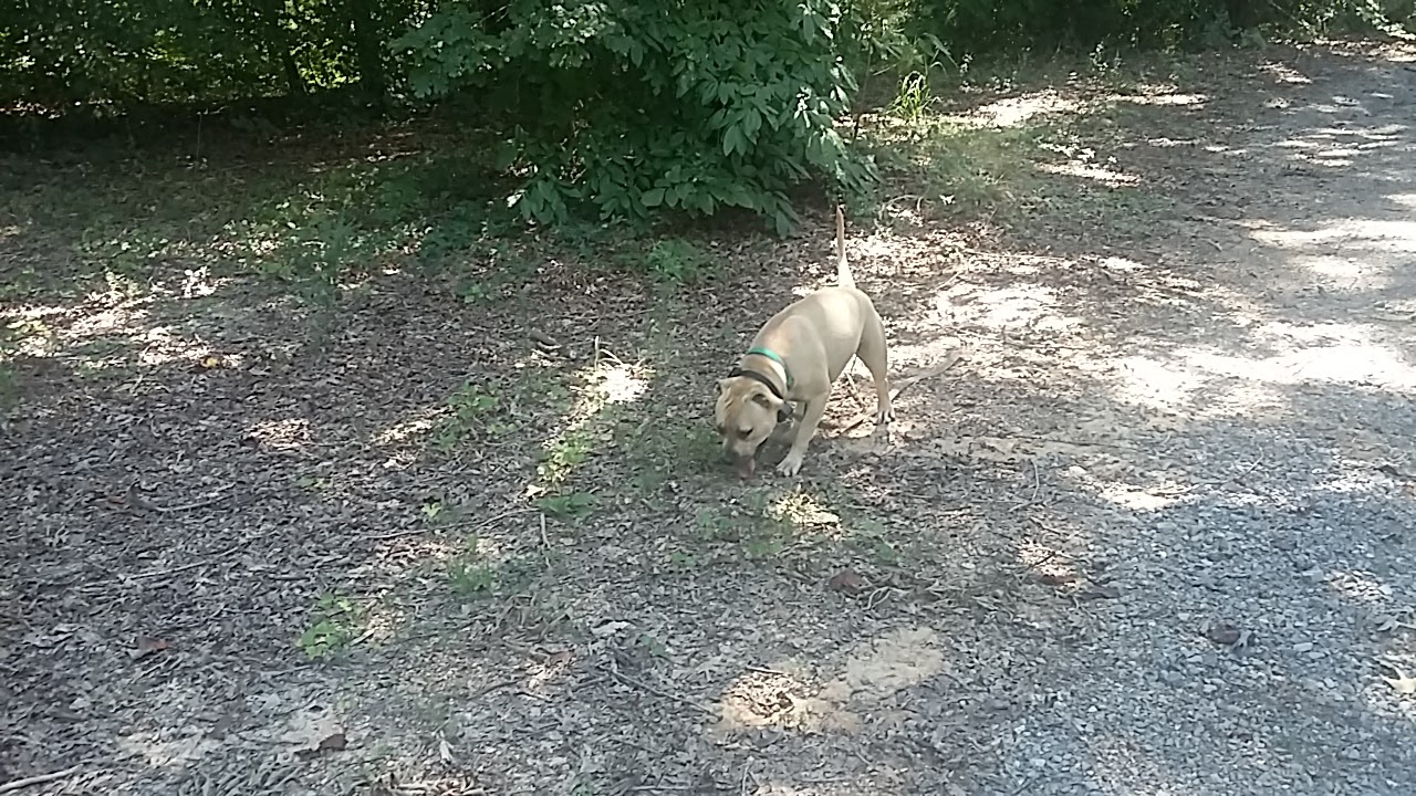 Tennessee Country Campground & RV Park