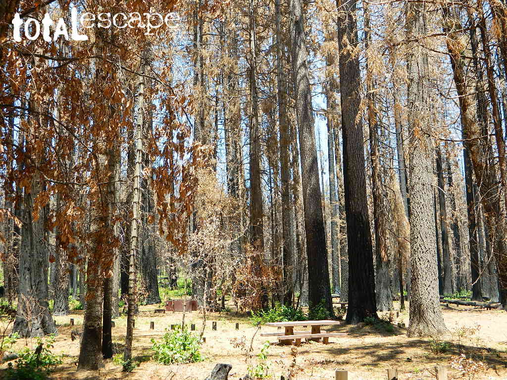 Rogers Cow Campground