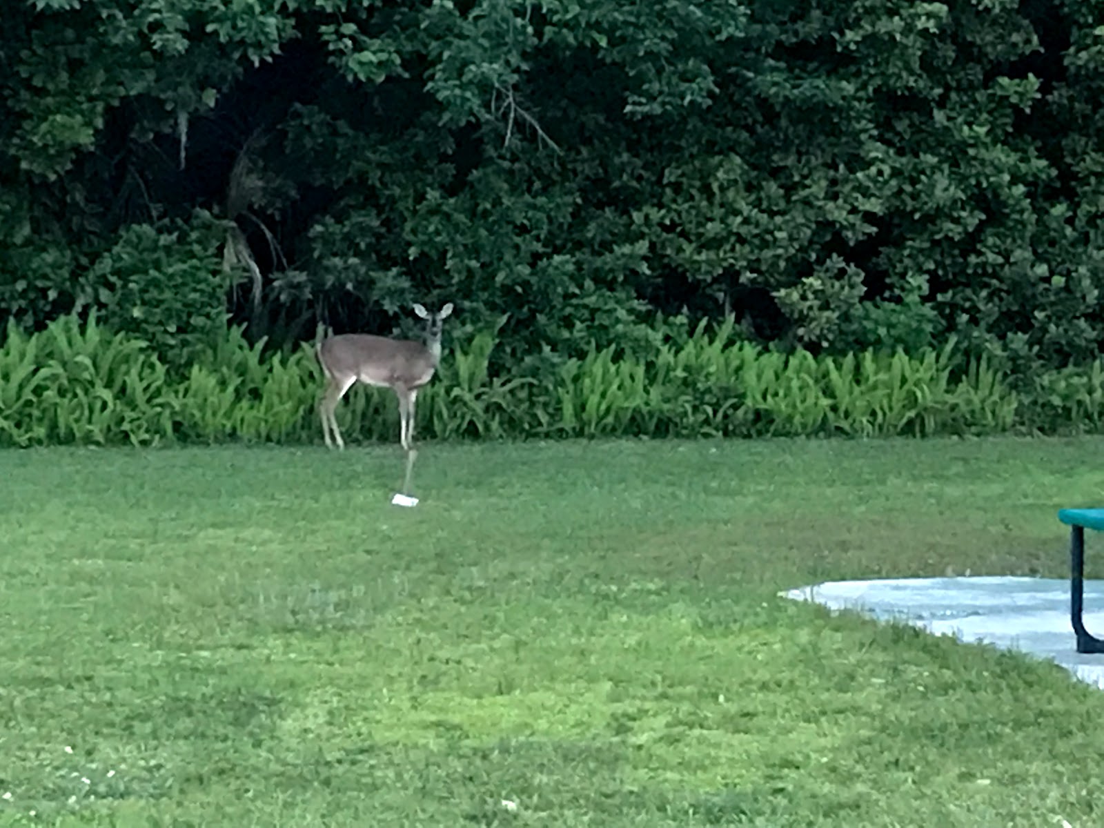 Daytona Speedway – KOA