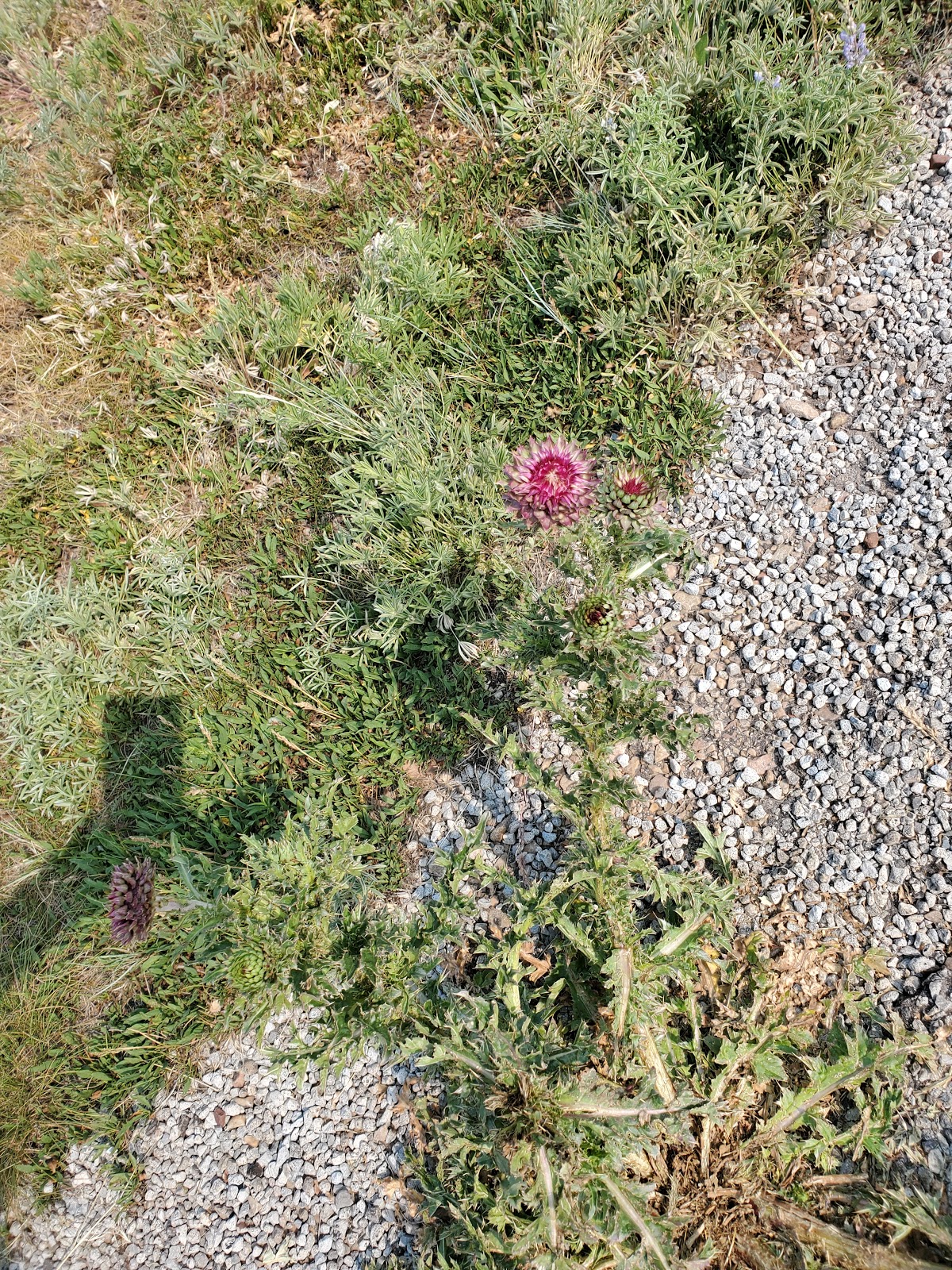 Strawberry Bay Campground