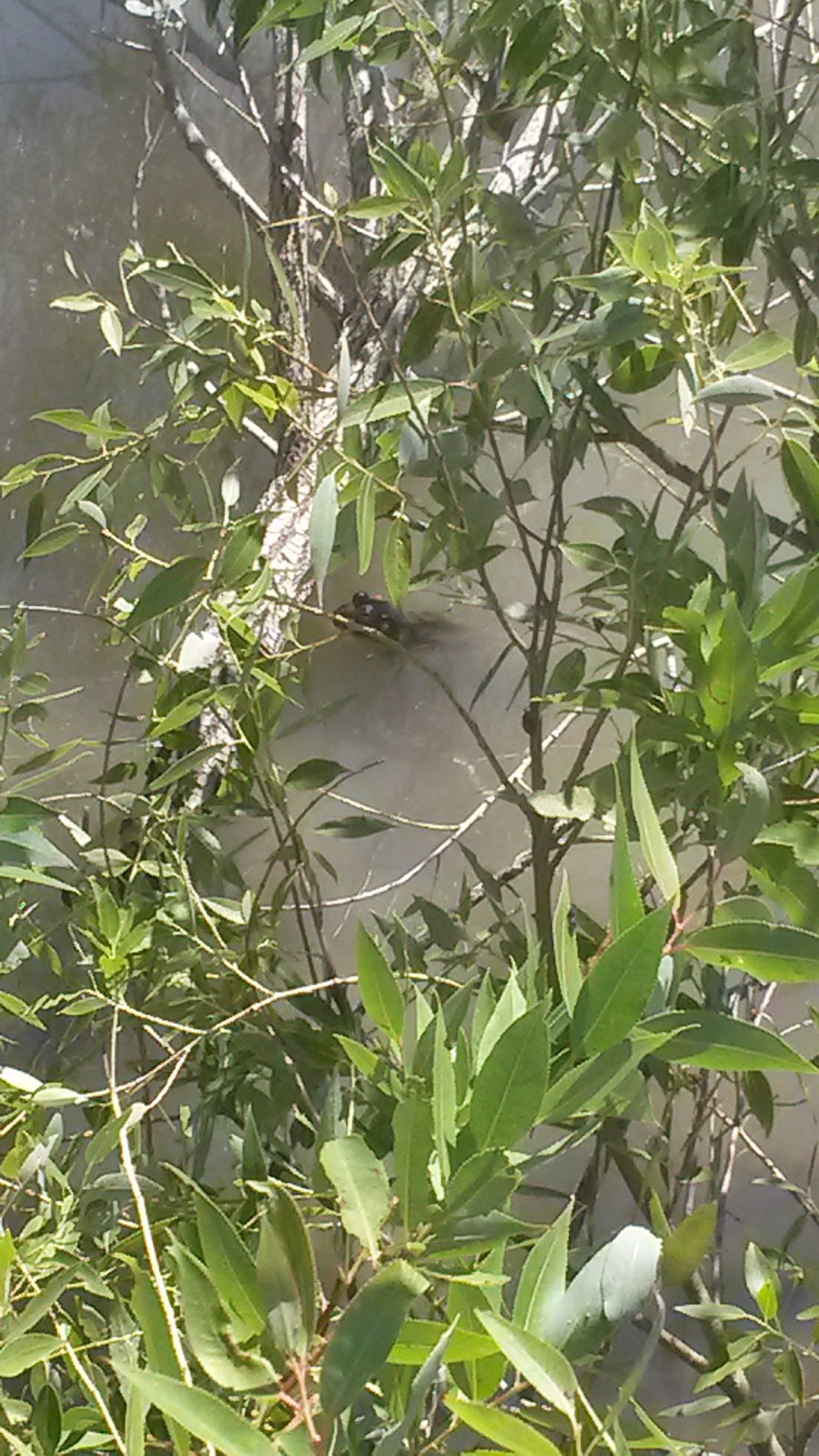 Game & Parks Commission