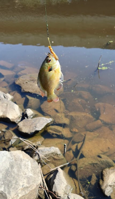 Bistineau Lake RV Park