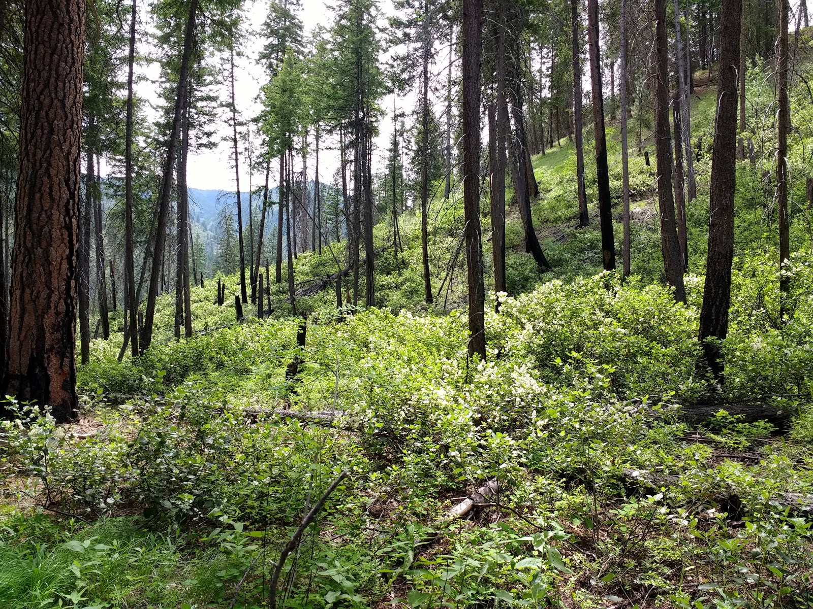 Snowberry Bowl Campground