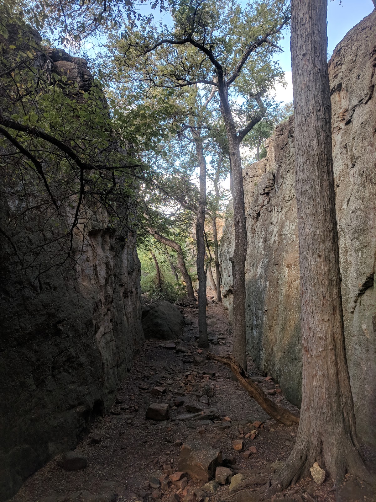 Live Oak - Lake Mineral Wells State Park