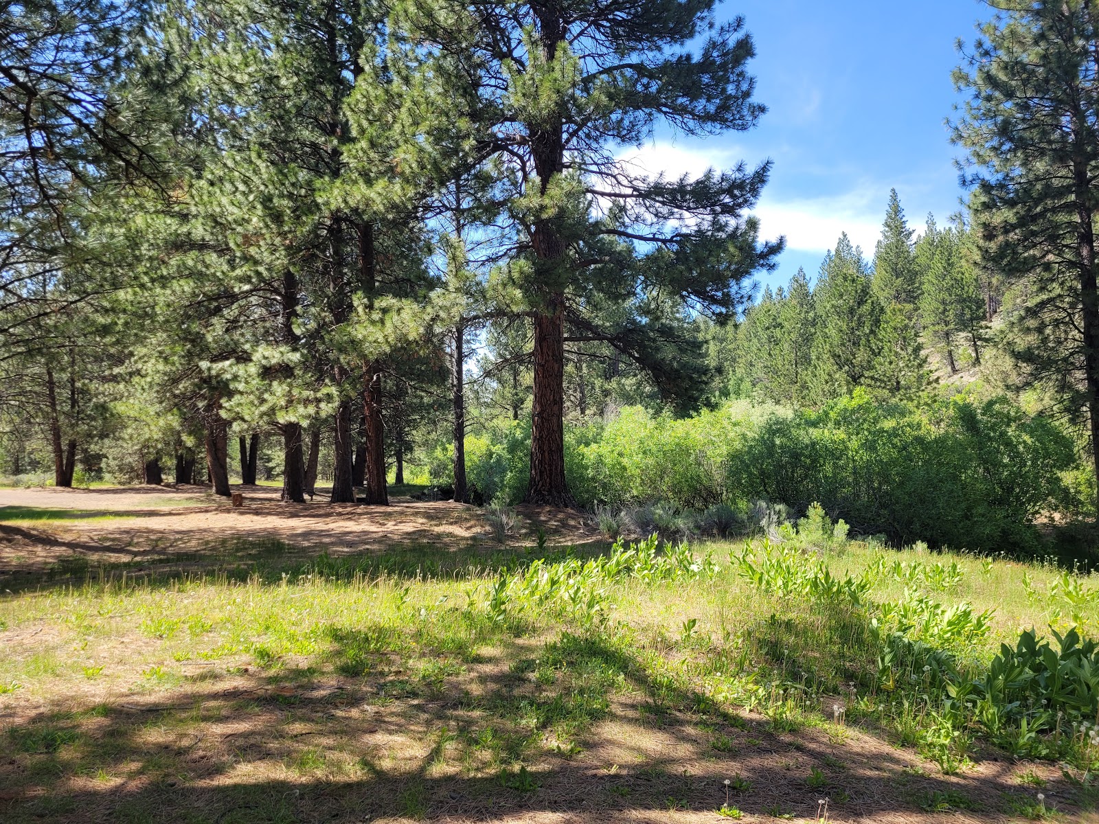 Lassen Creek Campground