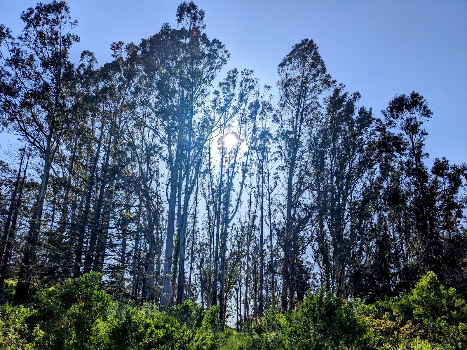 Anthony Chabot Regional Park Camping