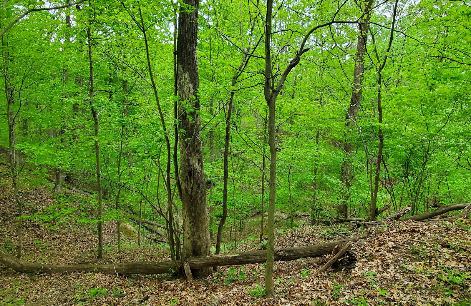 Forest Glen County Preserve
