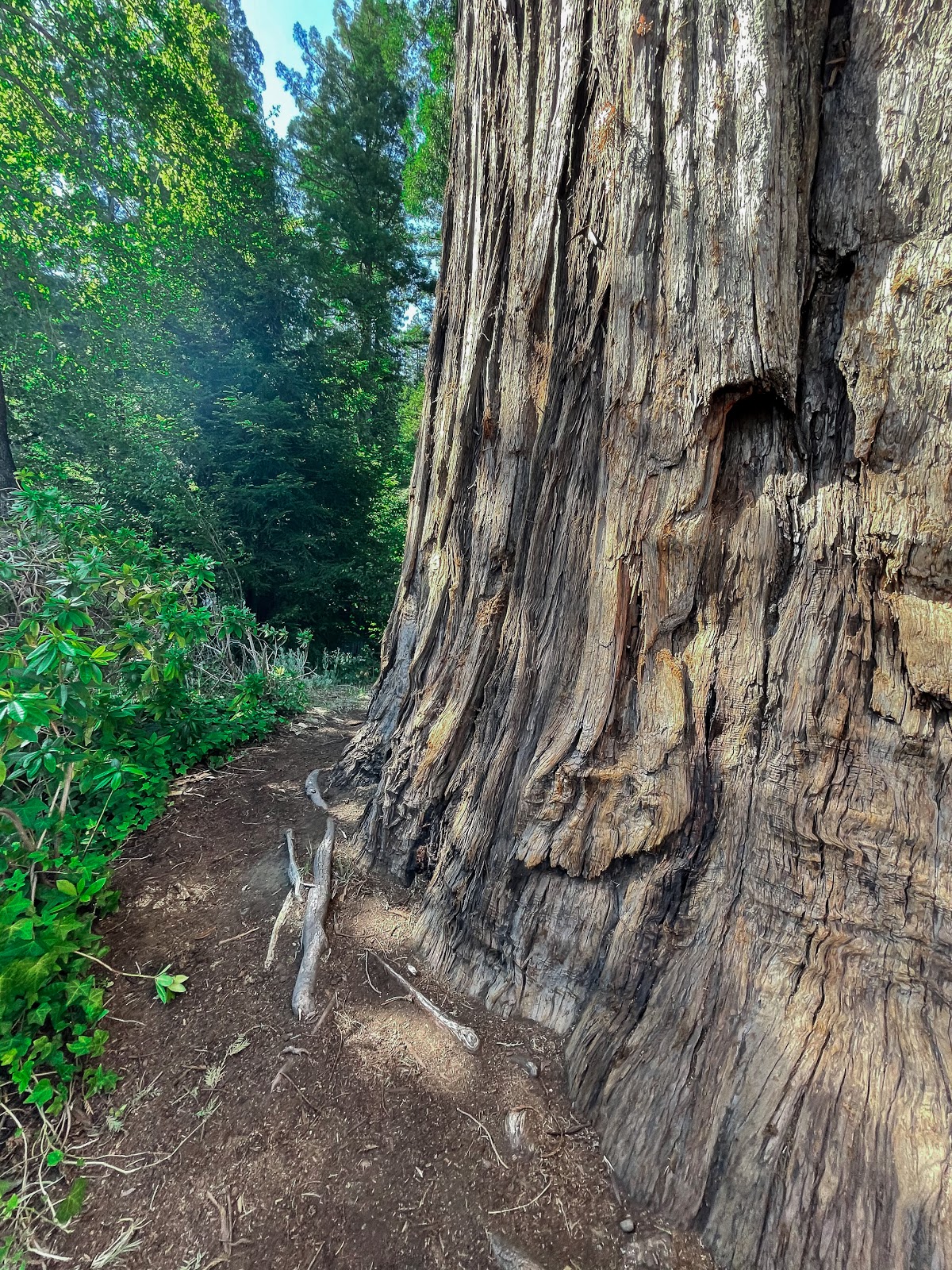 Giant Redwoods RV and Camp