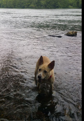 New River Junction Campground